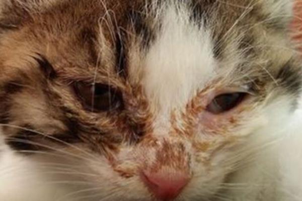 猫支气管炎有什么症状，急性发病时具有咳嗽、呕吐、呼吸急促等表现