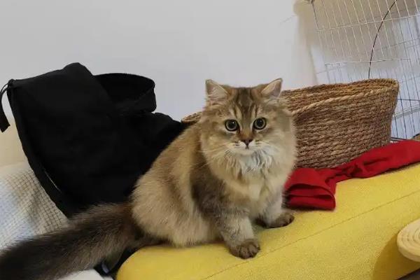 猫支气管炎有什么症状，急性发病时具有咳嗽、呕吐、呼吸急促等表现