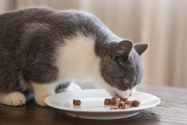 猫支气管炎有什么症状，急性发病时具有咳嗽、呕吐、呼吸急促等表现