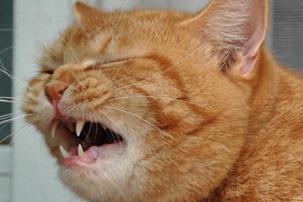 猫支气管炎有什么症状，急性发病时具有咳嗽、呕吐、呼吸急促等表现