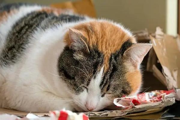 猫支气管炎有什么症状，急性发病时具有咳嗽、呕吐、呼吸急促等表现