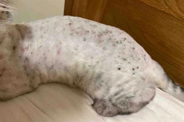 猫咪患上皮肤病的原因，感染、过敏、情绪压力大等因素都会引起