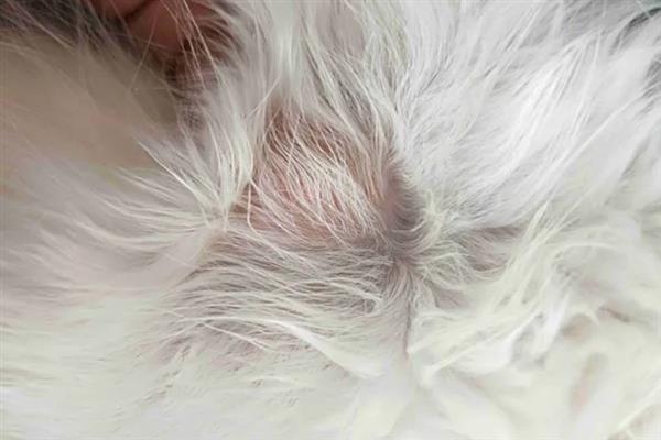 猫咪患上皮肤病的原因，感染、过敏、情绪压力大等因素都会引起