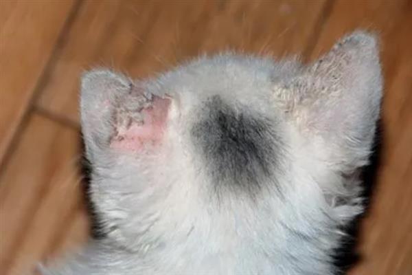 猫咪患上皮肤病的原因，感染、过敏、情绪压力大等因素都会引起