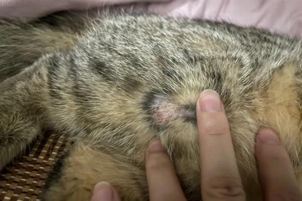 猫咪患上皮肤病的原因，感染、过敏、情绪压力大等因素都会引起
