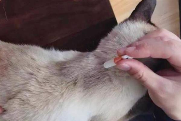 猫咪患上皮肤病的原因，感染、过敏、情绪压力大等因素都会引起
