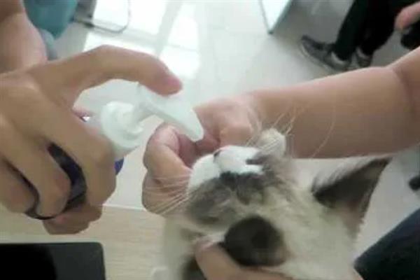 猫咪患上皮肤病的原因，感染、过敏、情绪压力大等因素都会引起