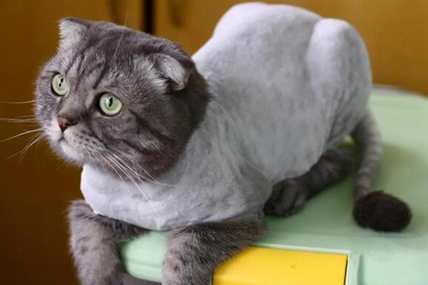 猫咪患上皮肤病的原因，感染、过敏、情绪压力大等因素都会引起