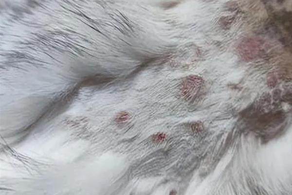 猫咪患上皮肤病的原因，感染、过敏、情绪压力大等因素都会引起