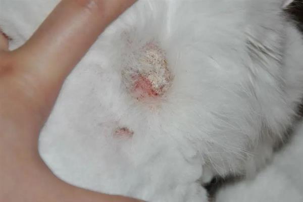 猫咪患上皮肤病的原因，感染、过敏、情绪压力大等因素都会引起