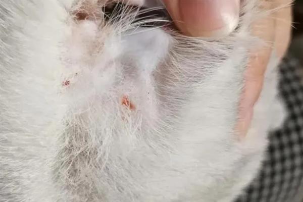 猫咪患上皮肤病的原因，感染、过敏、情绪压力大等因素都会引起