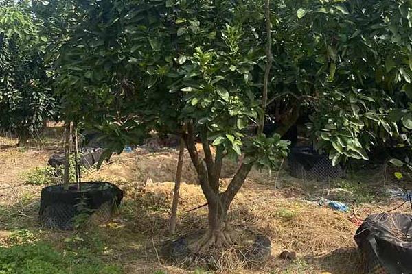 移栽大柚子树的方法，带土定植并剪除老根和烂根