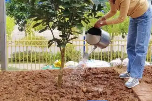 移栽大柚子树的方法，带土定植并剪除老根和烂根