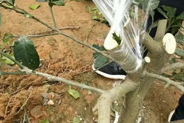 移栽大柚子树的方法，带土定植并剪除老根和烂根