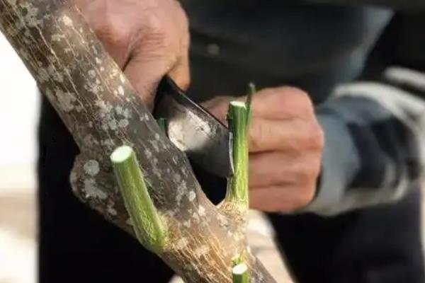 移栽大柚子树的方法，带土定植并剪除老根和烂根