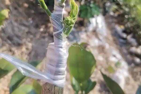 移栽大柚子树的方法，带土定植并剪除老根和烂根