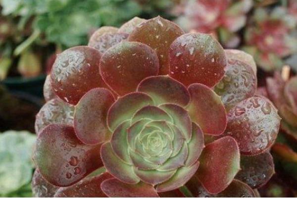 法师多肉的种类，常见的有黑法师、墨法师等