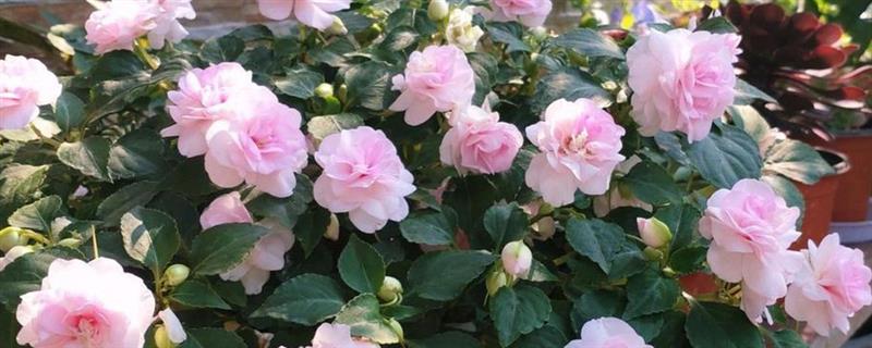 水梅花如何扦插，扦插时间一般是在11月底