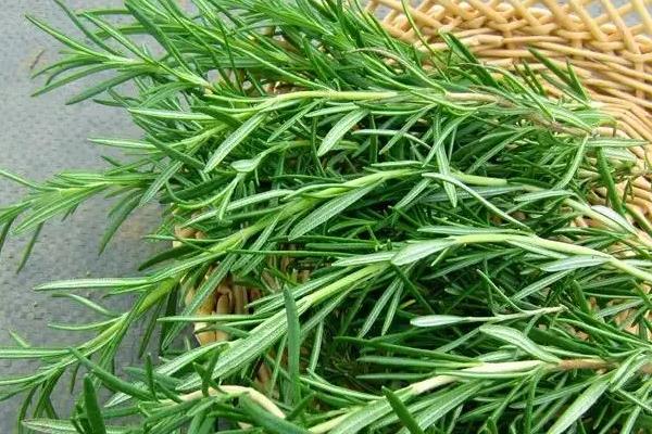 迷迭香有毒吗，使用过多会导致中毒