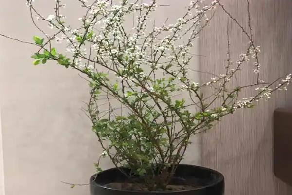 珍珠梅叶子发黄原因及解决方式，可能是温度过低所致