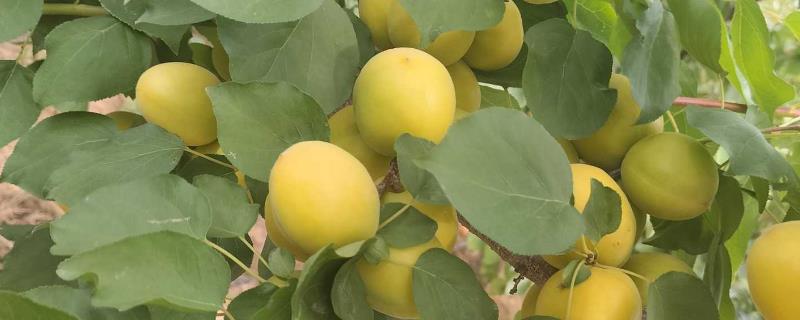 荷兰香蜜杏的简介，一般在6-7月份结果