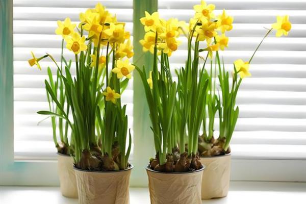 水仙花东倒西歪如何处理，采取增加光照、补充养分等措施