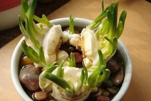 水仙花东倒西歪如何处理，采取增加光照、补充养分等措施