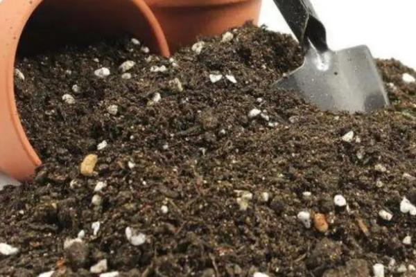 葡萄风信子的种植方法，要选择透气一点的花盆