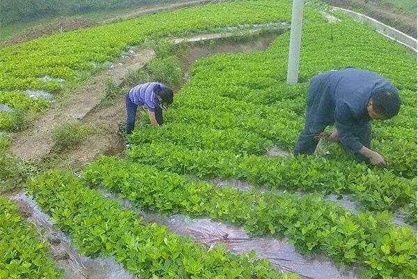 花生何时处于团棵期，第1对侧枝与第3-4对侧枝呈十字形排列