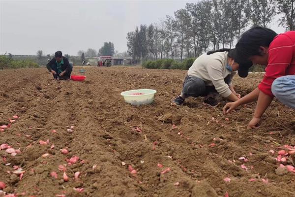 春天种大蒜的方法，应该选择3月中旬进行