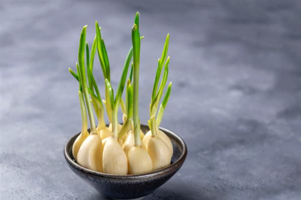 春天种大蒜的方法，应该选择3月中旬进行
