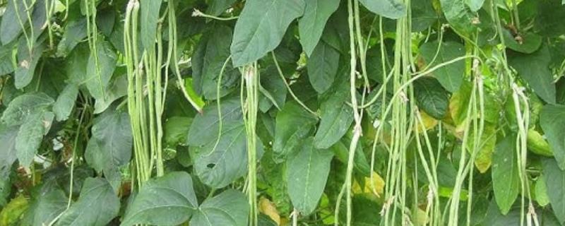 豆角的需肥特性，在植株生长前期应该适量供应氮肥