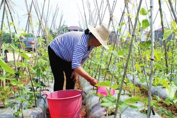 豆角的需肥特性，在植株生长前期应该适量供应氮肥
