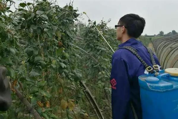 豆角的需肥特性，在植株生长前期应该适量供应氮肥