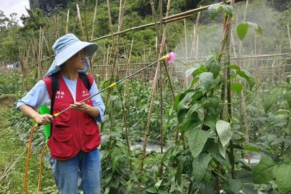 豆角的需肥特性，在植株生长前期应该适量供应氮肥