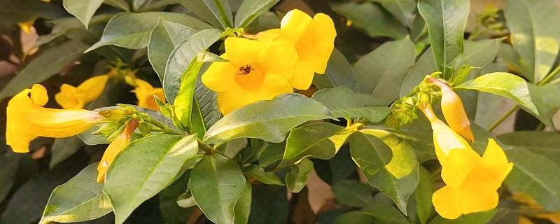 黄蝉花一年开花几次，黄蝉花一年开1次花