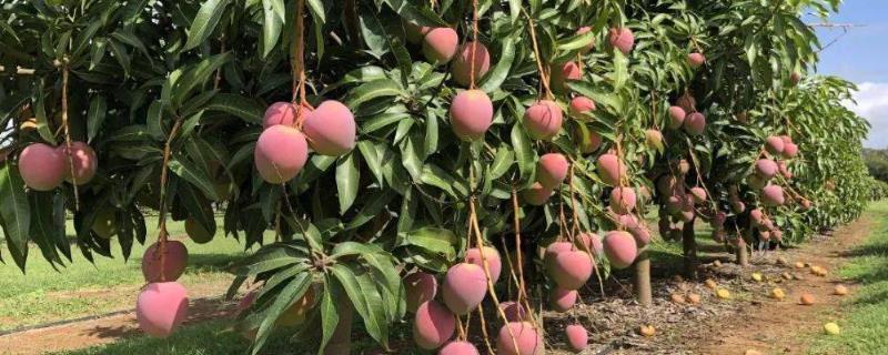 芒果高产技术，幼树生长前期要充分追施氮肥