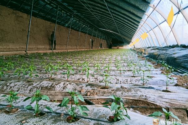大棚蔬菜应对低温的方法，增施有机肥能够保墒保温
