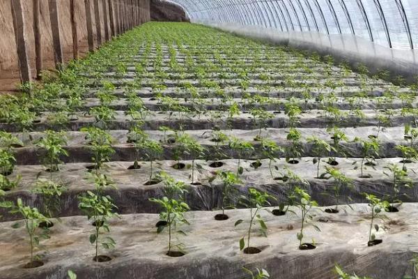 大棚蔬菜应对低温的方法，增施有机肥能够保墒保温