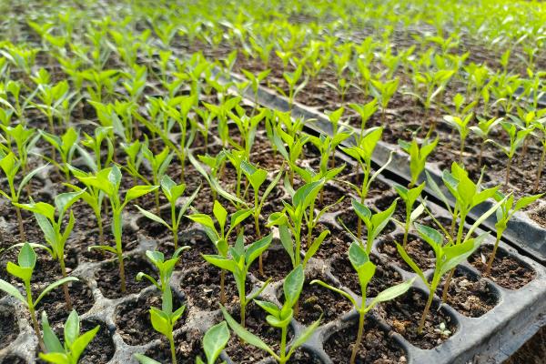 大棚蔬菜应对低温的方法，增施有机肥能够保墒保温