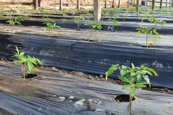 大棚蔬菜应对低温的方法，增施有机肥能够保墒保温