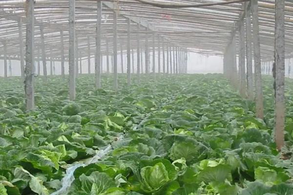 大棚蔬菜应对低温的方法，增施有机肥能够保墒保温
