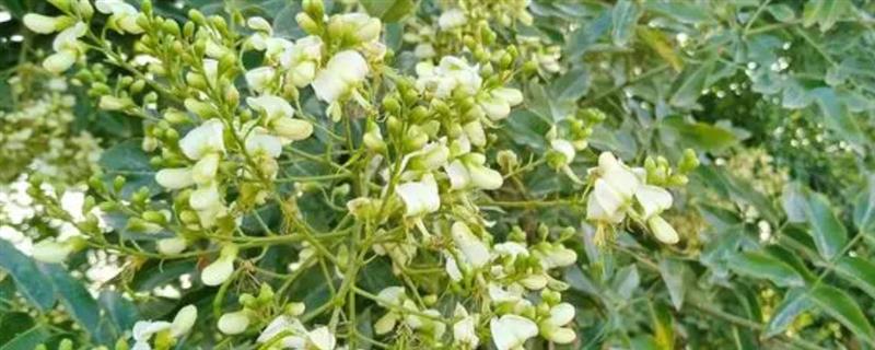 栽植国槐要注意什么，需选择有经验的种植人员