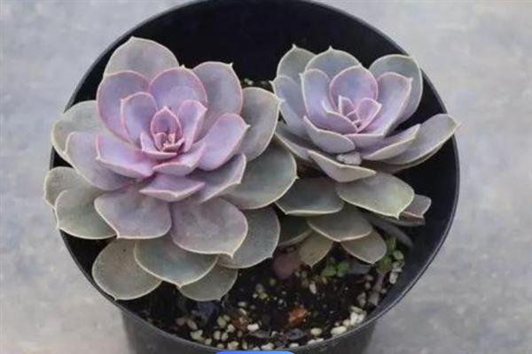 多肉紫珍珠怎么养殖，每隔20天就要施一次肥