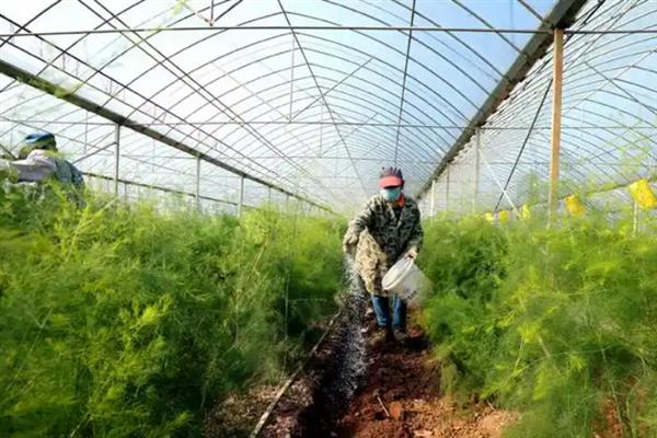 芦笋的播种方法，可春播也可秋播