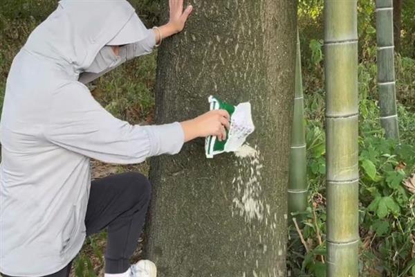 环嗪酮杀大树的使用方法，剂型不同使用方式不同