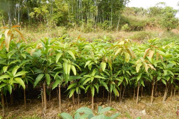 芒果高产技术，幼树生长前期要充分追施氮肥