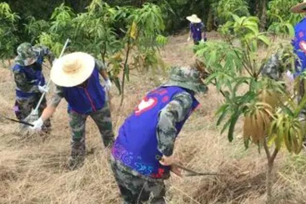 芒果高产技术，幼树生长前期要充分追施氮肥