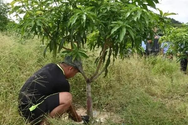 芒果高产技术，幼树生长前期要充分追施氮肥