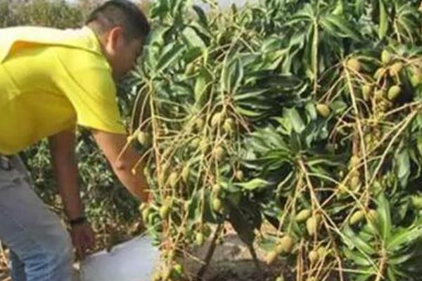 芒果高产技术，幼树生长前期要充分追施氮肥